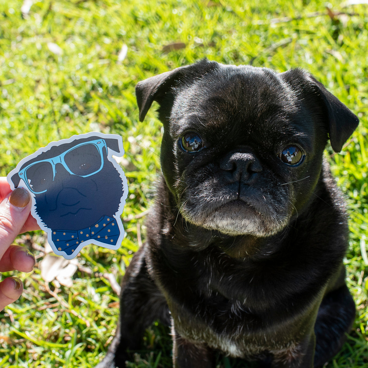 Dapper Black Pug 3" Sticker