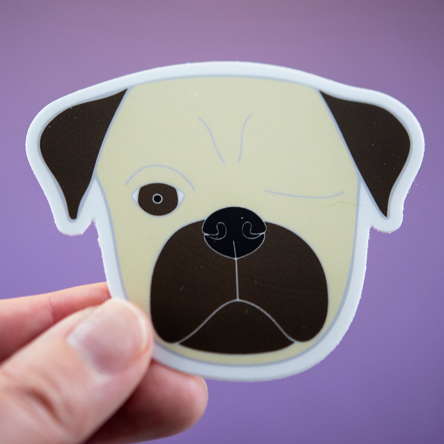 Fawn Pirate Pug 3" Sticker