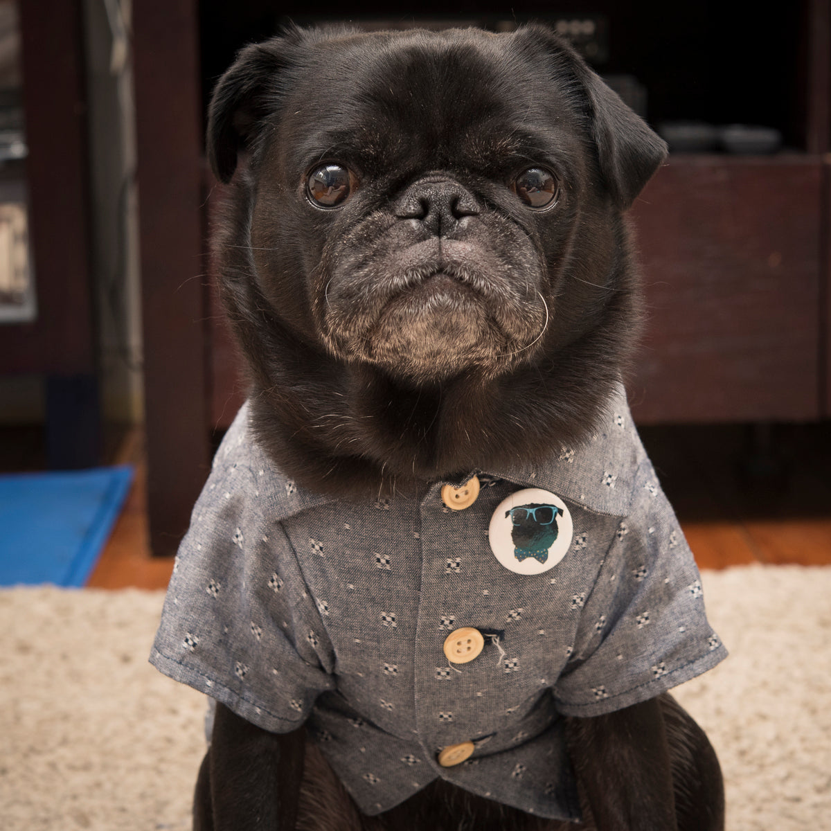 Dapper Black Pug Badge